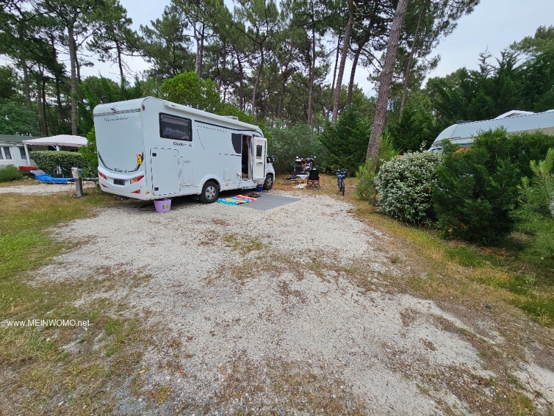 Spacious pitches well paved under pine trees