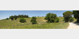 Wein- und Olivenhnge am Badia a Passignano, Strada Poggio al Vento, 50028 Tavarnelle Val di Pesa Florenz, Italien
