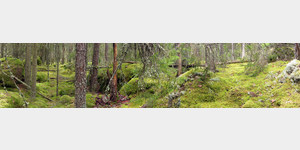 Im Nationalpark Norra Kvill  ein nahezu durchgngig bemooster Waldboden, der sich seit 150 Jahren ungestrt entwickelnd konnte, bilden das Besondere dieses Waldgebietes. Dazwischen groe Steine  natrlich ebenfalls rundum bemoost.