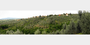 Olivenhaine bei Tigliano, Via Pistoiose, 50059 Vinci Florenz, Italien