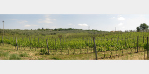 Chianti - Wein- und Olivenhaine bei San Fabiano, Via della Leccia, 1, 50026 San Casciano in Val di Pesa Florenz, Italien