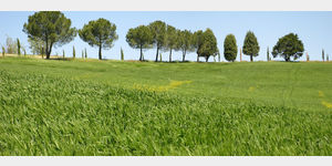 Die frhlingsgrnen Getreidefelder der Toskana, SP14, 53024 Montalcino Sienna, Italien