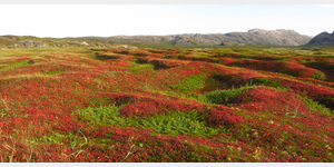 Grense Jakobselv  auf dem kleinen Trampelpfad  nach Norden zum Rand der Barentssee durchschreitet man riesige Matten aus Schwedischem Hartriegel, der im Herbst mit seinen Beeren und Blttern der gesamten Landschaft seine Farbe gibt.