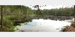 Im Norra Kvill Nationalpark  nach 1,5 Wanderkilometern berhrt der Pfad das nrdliche Ufer des Sees Lilla Idglen, der hier eingebettet in die urwchsigen Kieferbestnde, von Seerosen bedeckt, eine erholsame Ruhe ausstrahlt.