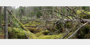Im Norra Kvill Nationalpark  charakteristisch fr den nun fast neunzig Jahre alten Nationalpark sind die groflchig mit Moos bewachsenen Waldflchen und alte Kiefern, die zwischen Totholz und groen bemoosten Steinen wachsen.
