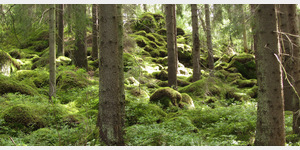 Im sdlichen Teil des Naturreservates Sveafallen dominieren lichte Kiefernwlder mit alten Bumen, die zwischen Felsgruppen und Gesteinshaufen wachsen. Moose und Farne verwandeln nahezu den gesamten Waldboden in einen Mrchenwald.