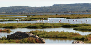 Flamingos in der freien Natur kann man nicht nur in der Camargue erleben. Auch an der Strae D105 zwischen Peyriac-de-Mer und Bages kann man sie gut beobachten, wie sie im Wasser des Etang de Bages nach Futter suchen.