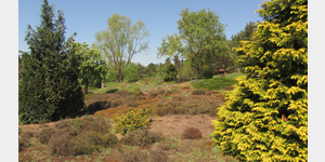 Der Heidegarten von Gommern. Er wurde 1994 auf dem Gelnde einer ehemaligen Abdeckerei angelegt und beinhaltet neben Begleitbepflanzung ber 30 unterschiedliche Heidesorten.