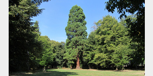 Rhstdt, im Park des Schlosses findet man dieses Prachtexemplar eines Mammutbaumes.