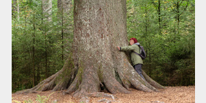 Die fast 300-jhrige Grovatertanne im Schwarzwald besitzt in Brusthhe einen Umfang von ber 5 Metern.