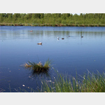 Vogelbeobachtung im Naturschutzgebiet De Groote Peel  von einer versteckt liegenden Beobachtungshtte aus kann man das Leben der unterschiedlichsten Vogelarten an und auf den durch frhere Abtorfung entstandenen Wasserflchen des niederlndischen Hochmoo