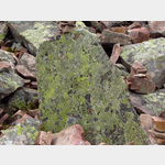 Der Rckweg vom Njupeskr durchschneidet groe Blockhalden mit Gesteinen, die groflchig mit Landkartenflechten bewachsen sind. Dieser Stein liegt schon ber 1000 Jahre hier, da die Flechten nur 1 bis 2 mm in 10 Jahren wachsen. 