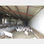 Schafstall am Bauernhof
