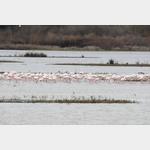 See mit Flamingos