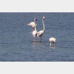 Im Vendicari Naturschutzgebiet kann man auch Flamingos beobachten