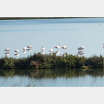 Bei einer Radtour kann man auch Flamingos beobachten