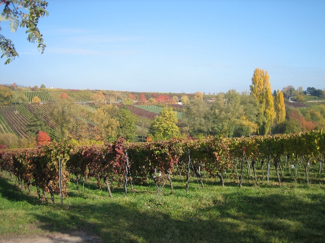  Regardez le paysage des vignes dautomne au-dessus de lespace de stationnement..  (31 Octobre)
