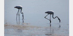Mit ein wenig Glck gibt es auf dem Weg nach Lio Piccolo Flamingos zu sehen