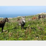 Halbwilde Pferde am Cabo Tourinan (Galizien)