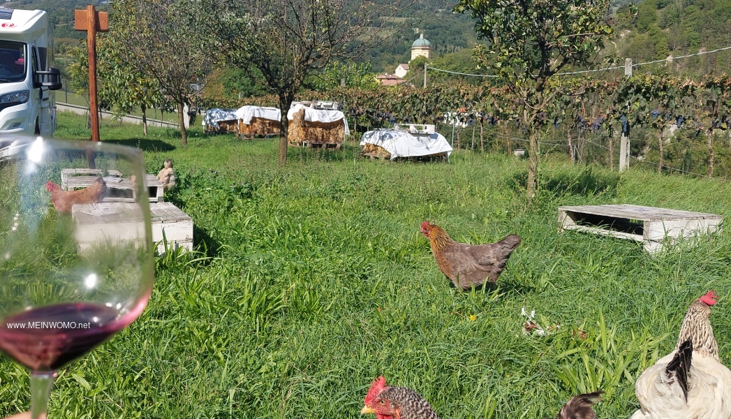   Parking space directly on the vines with free-range chickens    
