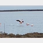 Gutes Ziel zum Flamingo beobachten. 