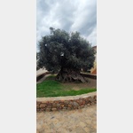 Mchtiger alter Olivenbaum mit einem geschtzten Alter zwischen 3000 und 5000 Jahren. Neben ein schnes kleines Olivenmuseum. Genauer lsst sich das Alter nicht bestimmen, weil der ursprngliche Stamm nicht mehr vorhanden ist.