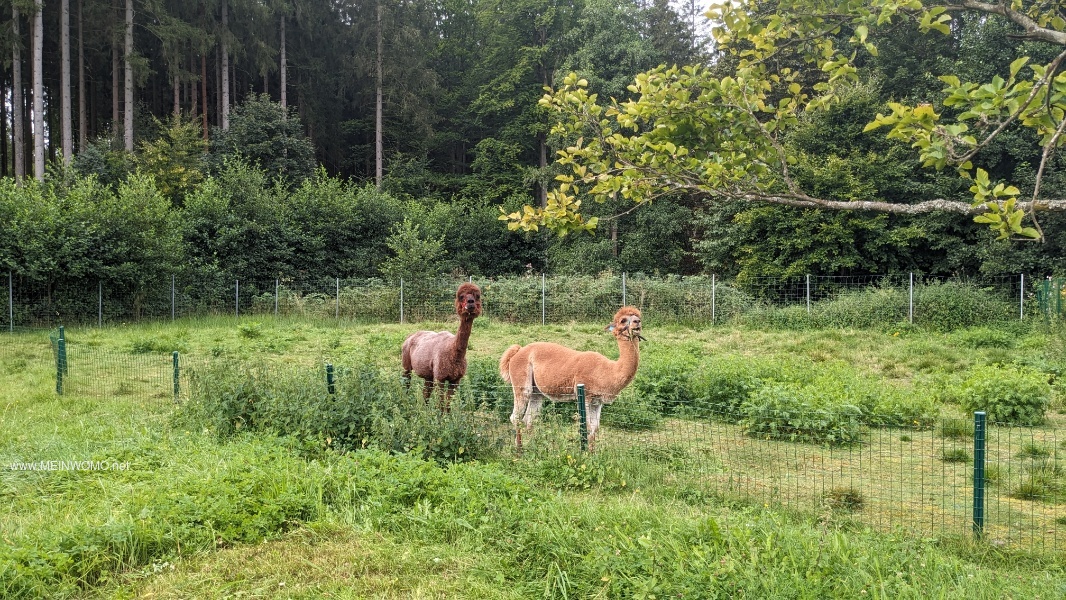 Joey et Apollo sont heureux de se promener