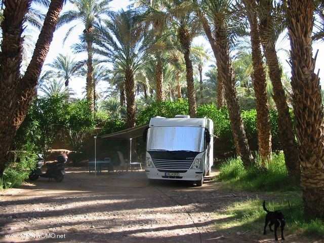  Parkeringsplats under palmerna