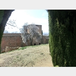Burgmauer mit blhendem Mandelbaum