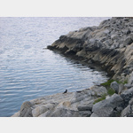 Ein einsamer Austernfischer spaziert ber die Felsen