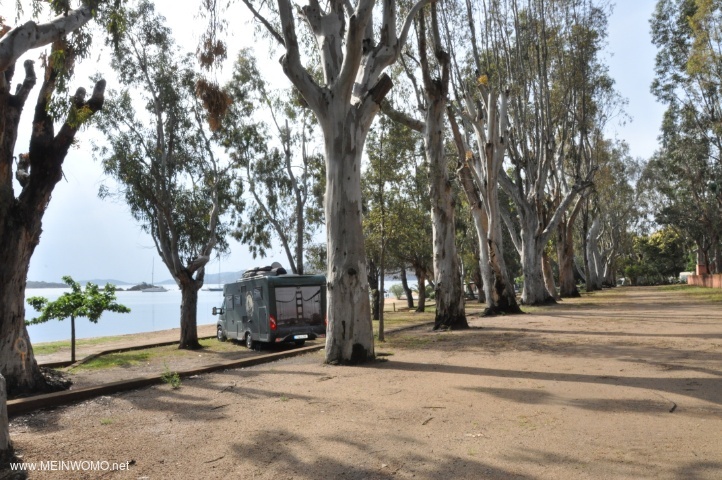 Camping unter Eukalyptusbumen