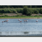 Zwillbrocker Venn: Flamingogruppe