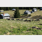 Eine Gruppe Rentiere in Svedjebodarna, 721, 830 24 Berg, Schweden