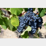 Zuckers sind die Trauben im Weingebiet La Clape, D32, 11430 Gruissan, Frankreich