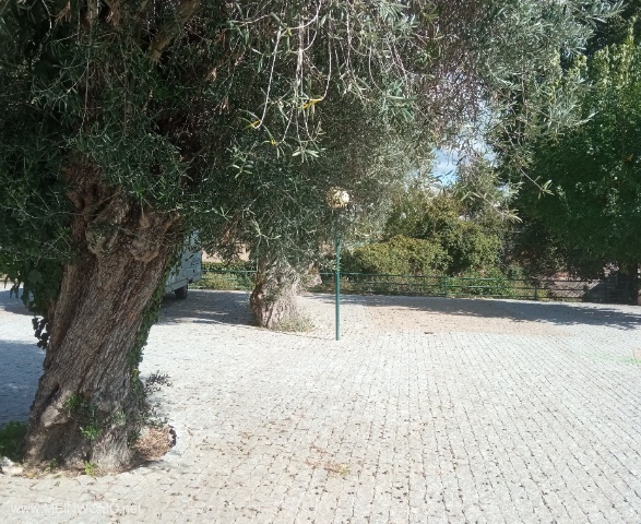 Ruimtes tussen oude olijfbomen met verlichting. 