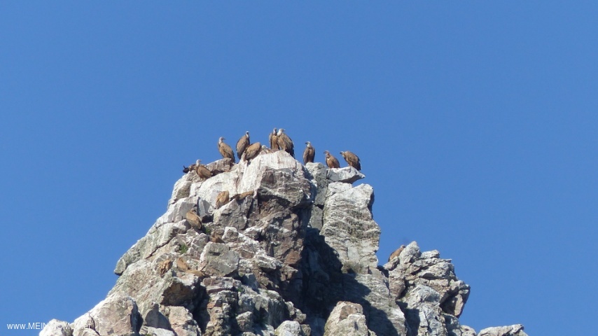Griffon vulture at the Salto de Gitanes. 